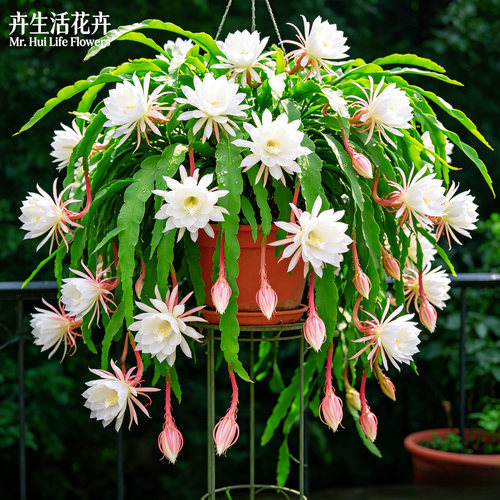 【网红奇花】小叶昙花盆栽月下美人夜间绽放阳台室内浓香观赏花苗