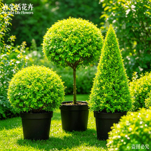 亮晶女贞盆栽亮金女贞棒棒糖造型园林庭院花境搭配绿化景观植株