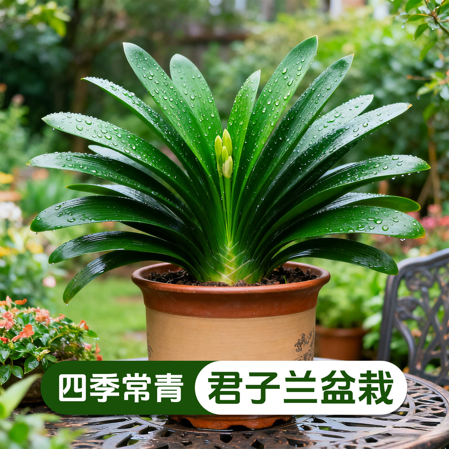 【精品】君子兰盆栽室内客厅高档绿植四季常青好养易活观赏花卉苗