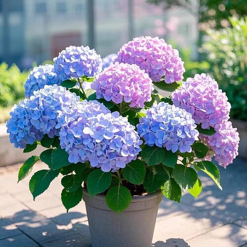 绣球花苗盆栽大花带多年生无尽夏