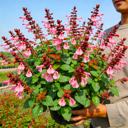 【大花】超级鼠尾草盆栽带花苞庭院造景阳台花卉多年生耐热好养活