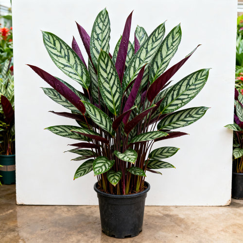 新飞羽竹芋盆栽绿植室内外植物客厅桌面四季好养青苹果竹芋花卉