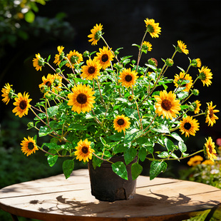 【花开爆盆】光辉岁月向日葵盆栽室内外阳台庭院好养易活开花植物