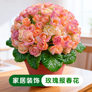 玫瑰报春花好养易活盆栽庭院阳台耐旱耐晒花卉带花花苞