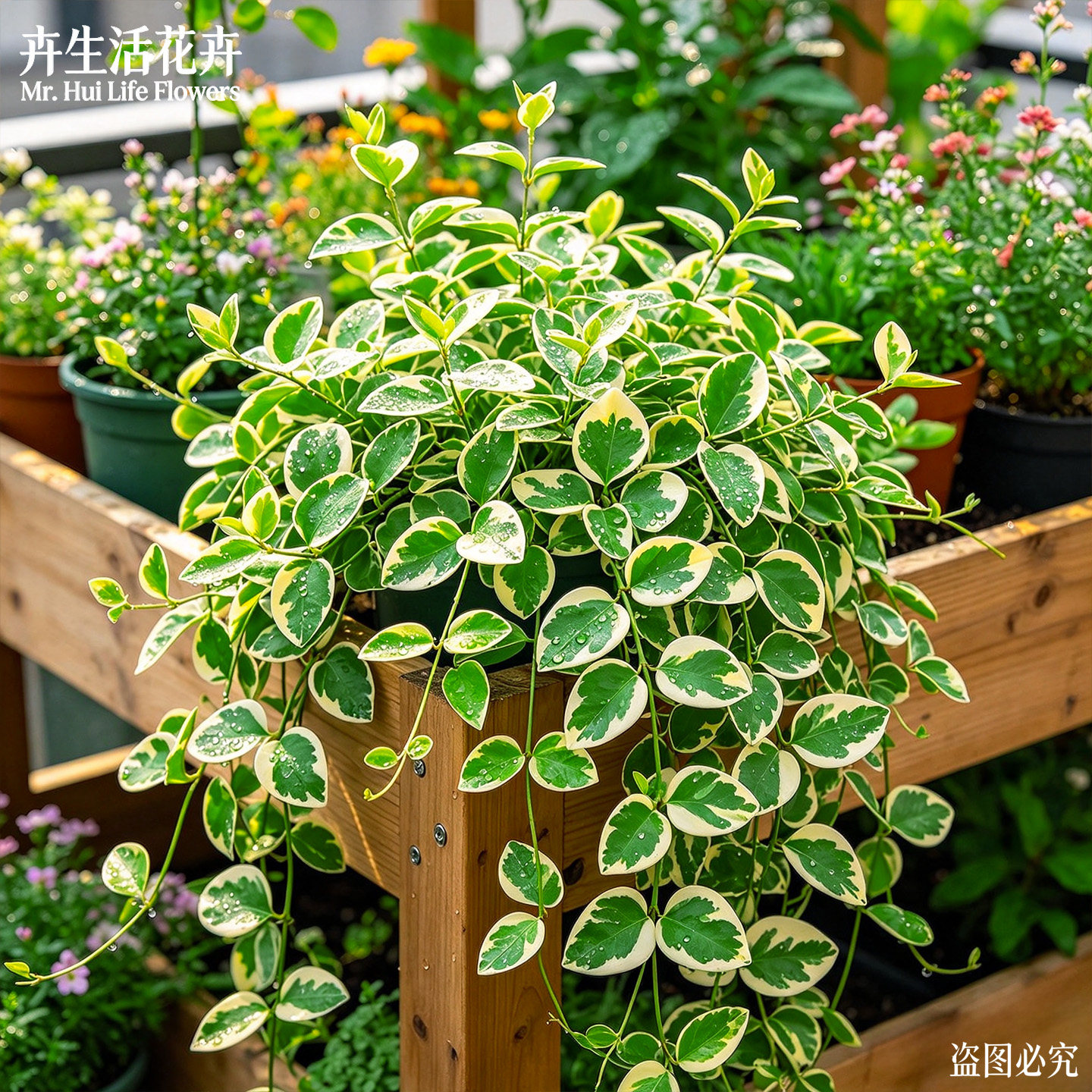 花叶蔓长春盆栽蝴蝶藤室内外观赏爬藤绿植耐阴好养懒人垂吊植物