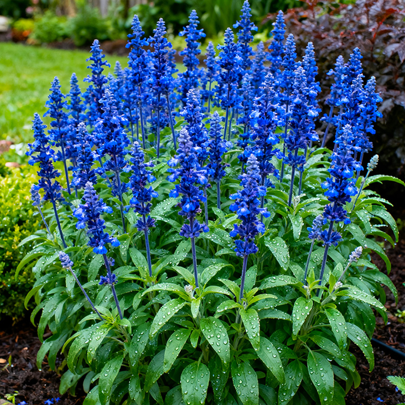 【多色】蓝山鼠尾草盆栽花苗林荫鼠尾草阳台庭院花镜植物净化蓝色