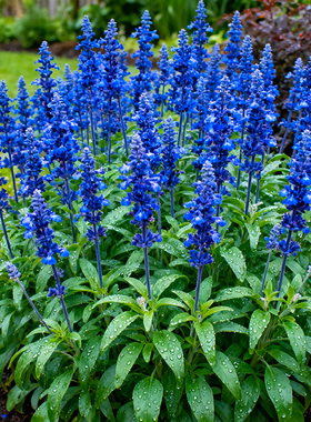 【多色】蓝山鼠尾草盆栽花苗林荫鼠尾草阳台庭院花镜植物净化蓝色