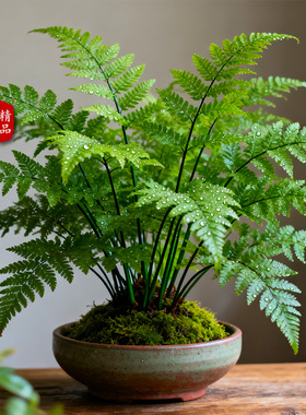 【水培】红磷蕨苔藓球盆栽蕨类植物一叶蕨室内耐阴盆景绿植霸王蕨