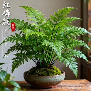 【水培】红磷蕨苔藓球盆栽蕨类植物一叶蕨室内耐阴盆景绿植霸王蕨