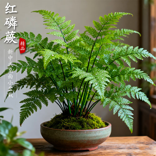 【水培】红磷蕨苔藓球盆栽蕨类植物一叶蕨室内耐阴盆景绿植霸王蕨