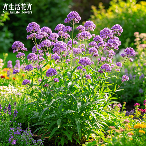 【花海同款】马鞭草盆栽柳叶马鞭草耐寒宿根庭院花境阳台观赏花苗