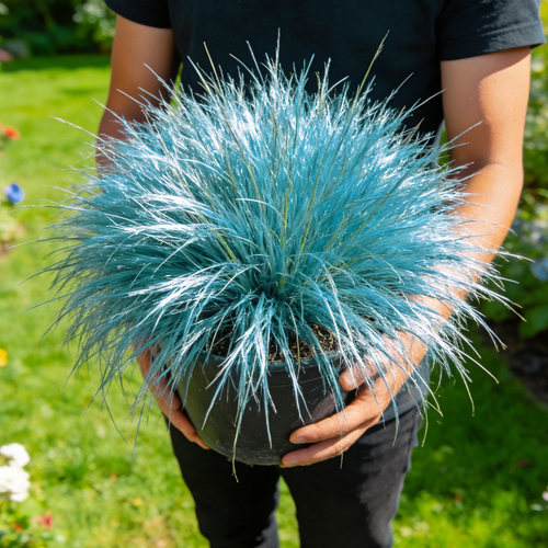 蓝羊茅盆栽观赏草蓝绿色观叶植物庭院阳台多年生耐寒耐旱好养绿植