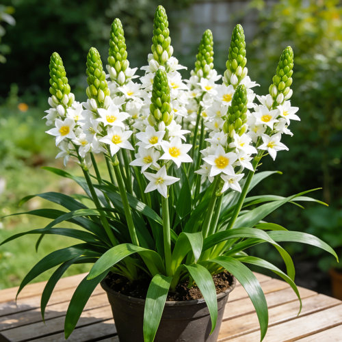 【带花带花苞】圣心百合盆栽花卉多年生四季花卉切花品种花镜植物