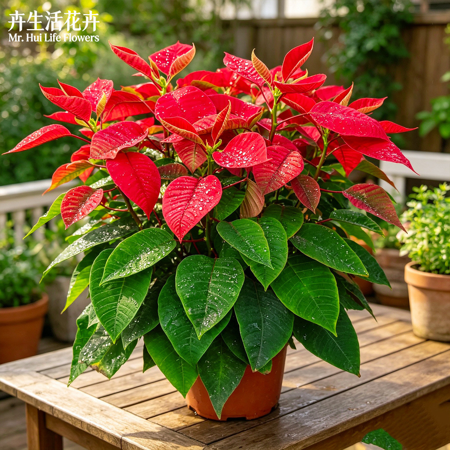 【年宵花】红叶一品红盆栽带花四季红圣诞红室内客厅花卉好养绿植图片