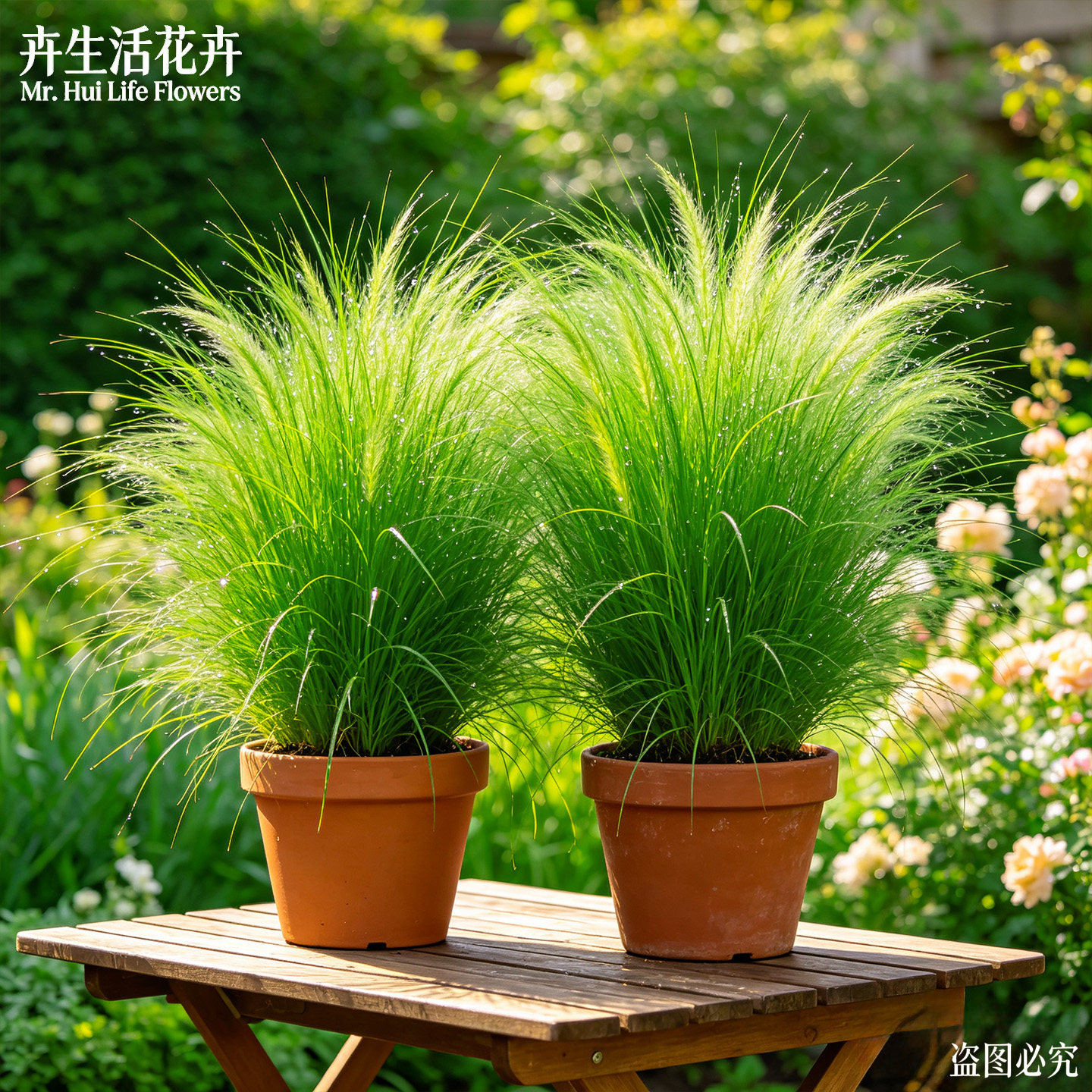 墨西哥羽毛草盆栽蓝羊茅细茎针茅庭院造景四季常青野趣观赏草植株