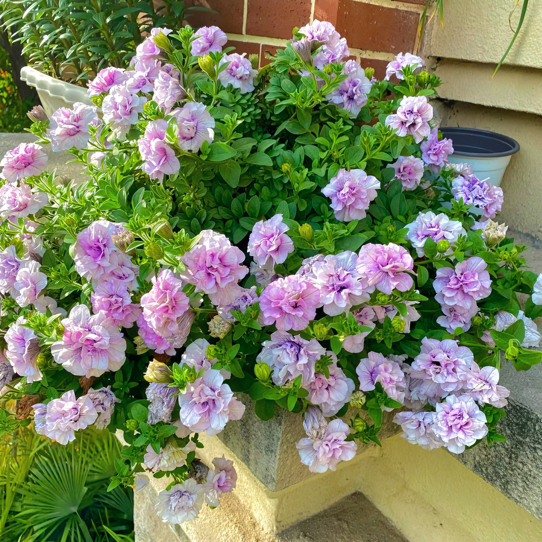 重瓣矮牵牛花苗盆栽带花百万小玲四季开花的花卉