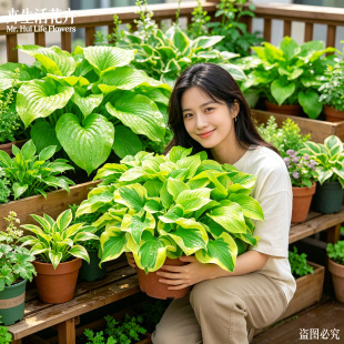 【多品种】玉簪盆栽金边花叶蓝天使耐阴庭院花境四季常青观叶绿植