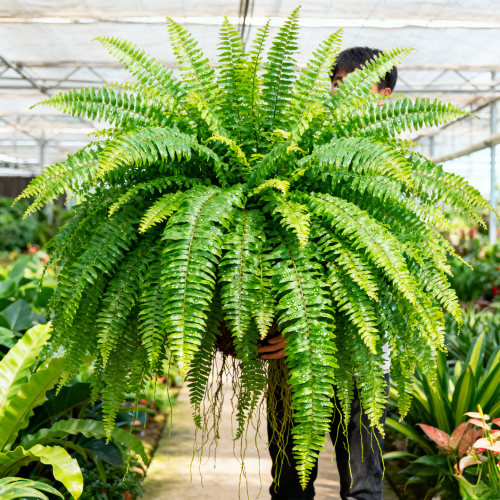 霸王蕨类植物造景盆栽波斯顿蕨蕨彩虹蕨肾蕨室内户外绿植季青