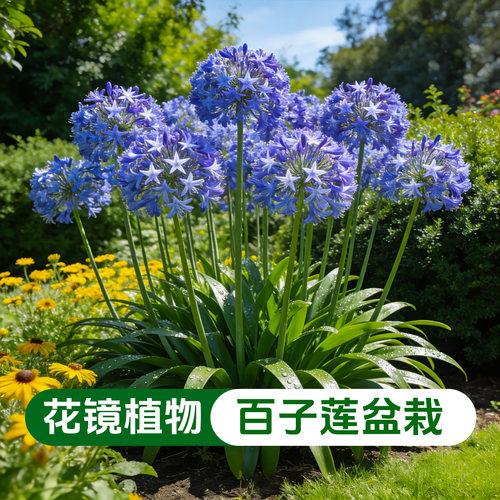 【超大盆】百子莲盆栽花苗多年生宿根绿植花卉矮生百子莲花镜植物