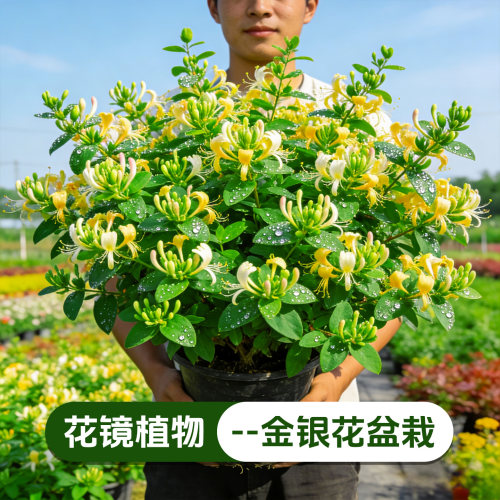 【可食用】金银花盆栽泡茶阳台庭院爬藤植物四季常青好养花卉绿植