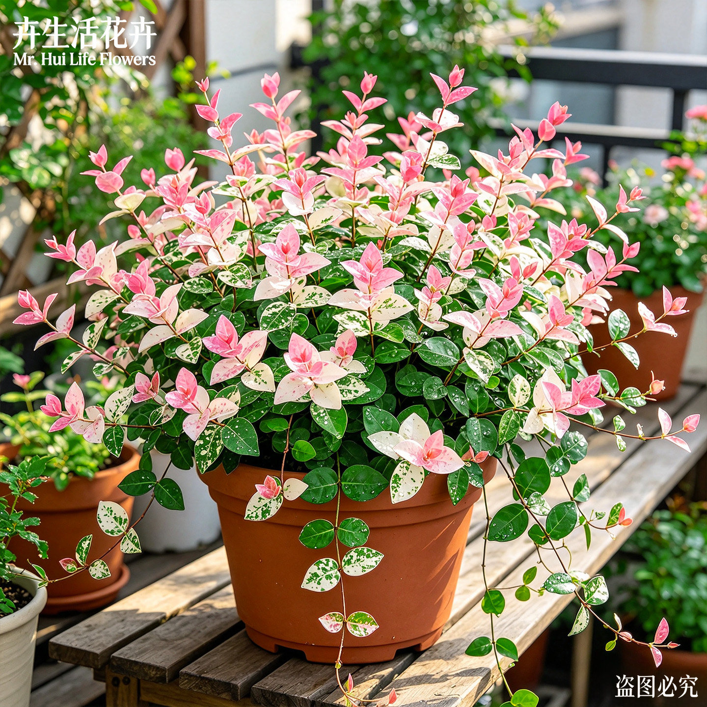 花叶络石盆栽五彩观叶植物四季好养易活变色垂吊绿植庭院观赏花苗