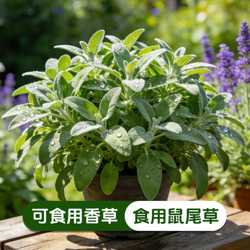（可食用香草）食用鼠尾草盆栽西餐调味香料室内阳台好养易活绿植