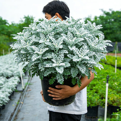 银叶菊盆栽老桩花卉雪艾芙蓉菊绿植中草药阳台庭院四季开耐寒耐热