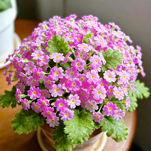 彩云欧洲报春花盆栽带花大苗进口花卉植物重瓣玫瑰报春耐寒冬春