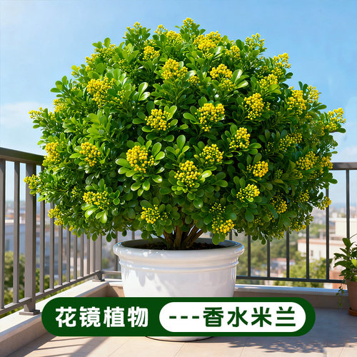 香水米兰花盆栽花卉绿植阳台客厅室内外老桩带花苞开花好养植物苗