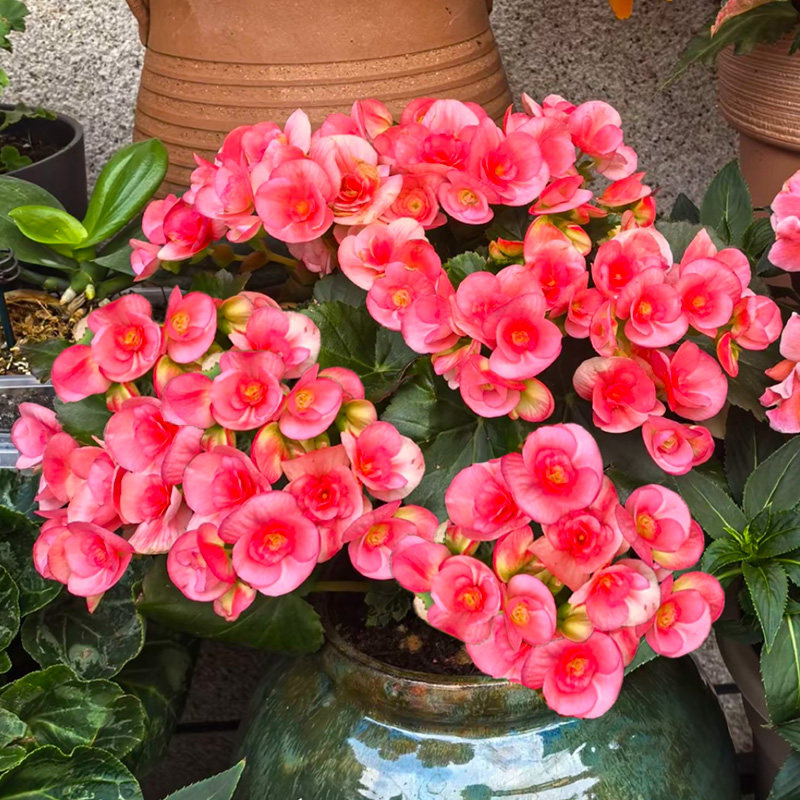 重瓣丽格海棠盆栽花苗带花不玫瑰玻璃海棠四季好养耐寒热阳台室内
