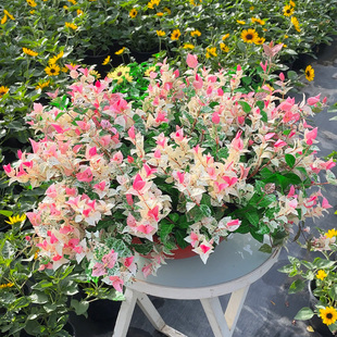 【叶即是花】花叶络石盆栽大苗垂钓观叶绿植耐热耐寒阳台庭院好养