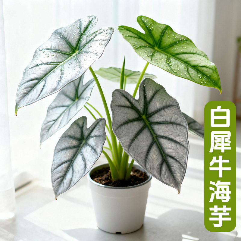 白犀牛海芋盆栽办公室绿植观叶室内工位桌面绿植高级感好养活植物