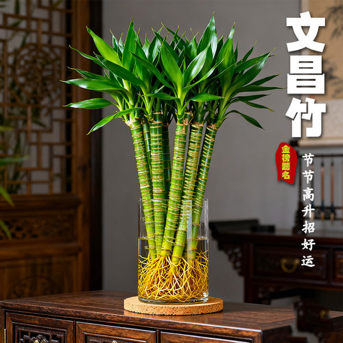 文昌竹金榜题名4支节节高