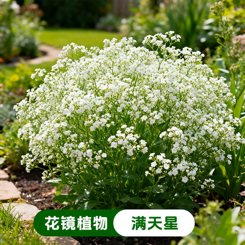 【易爆盆】满天星盆栽庭院室内阳台花卉四季开好养耐热耐寒植物