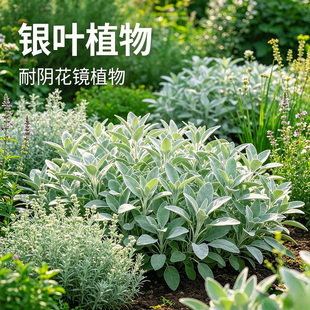 【银叶植物】银叶菊盆栽芙蓉菊金合欢组合绿植庭院观赏耐寒易养花