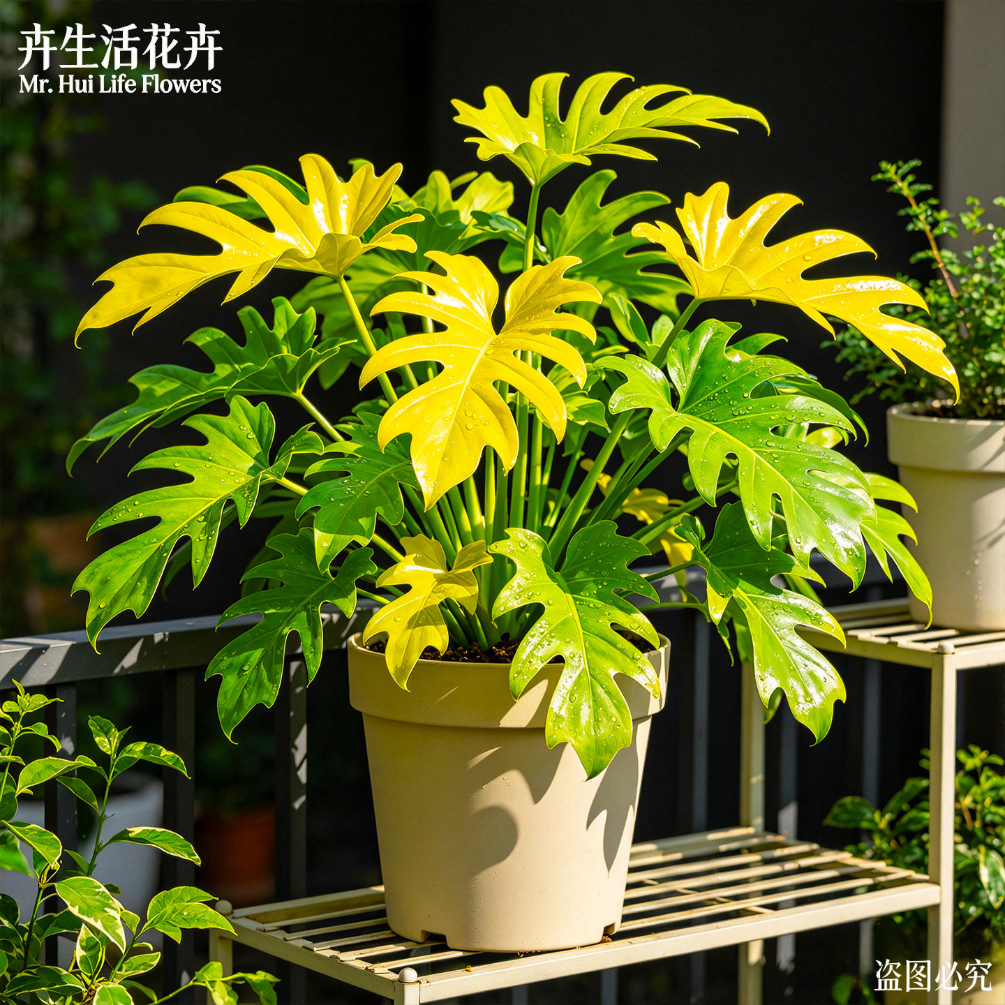 【收到即赏】黄金小天使盆栽室内观叶春羽绿植好养易活四季常青