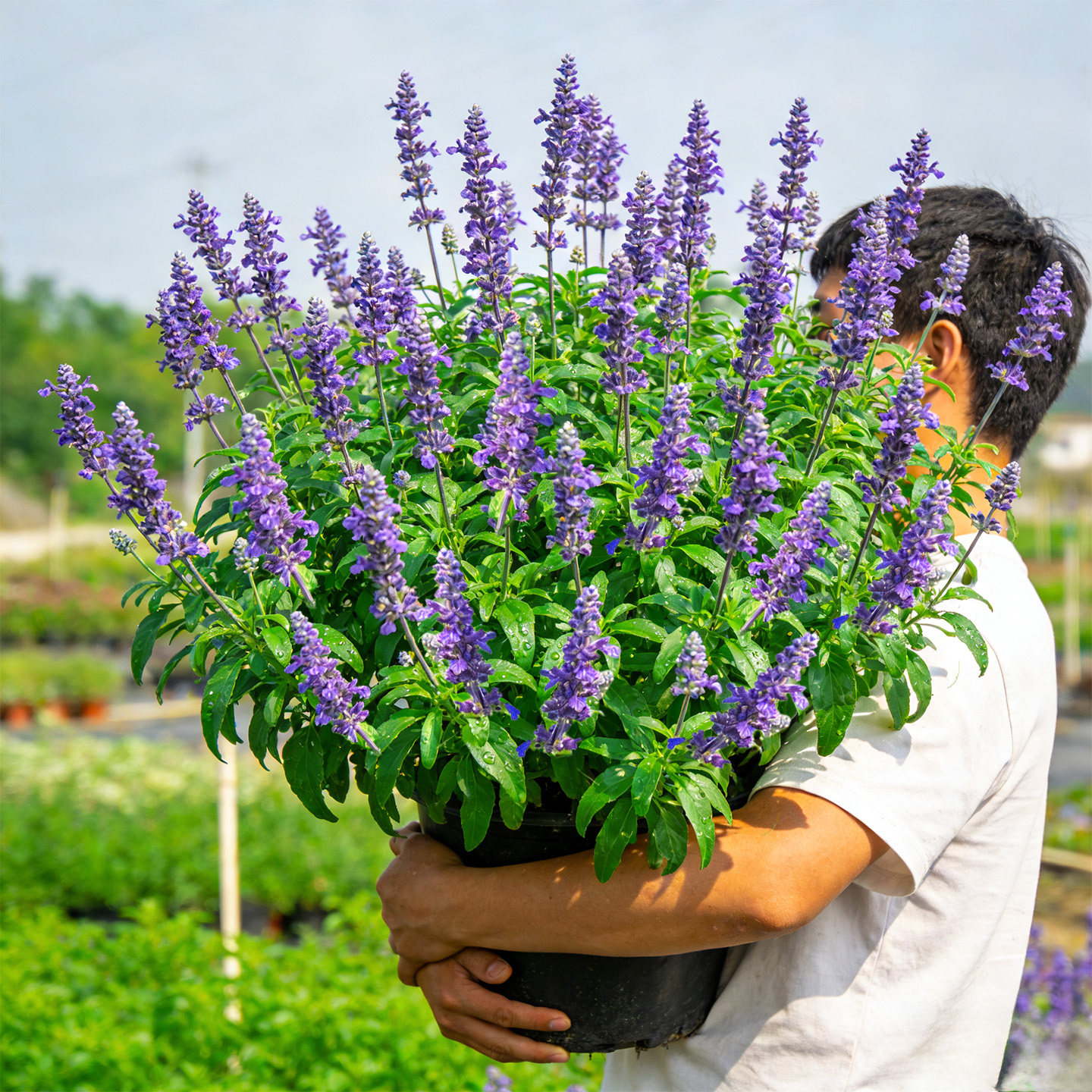 蓝山鼠尾草盆栽花苗林荫鼠尾草阳台庭院花镜植物净化蓝色景观花卉