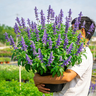 蓝山鼠尾草盆栽花苗林荫鼠尾草阳台庭院花镜植物净化蓝色景观花卉