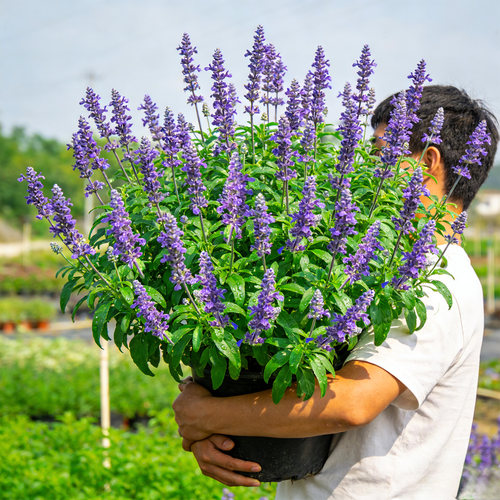 蓝山鼠尾草盆栽花苗林荫鼠尾草阳台庭院花镜植物净化蓝色景观花卉