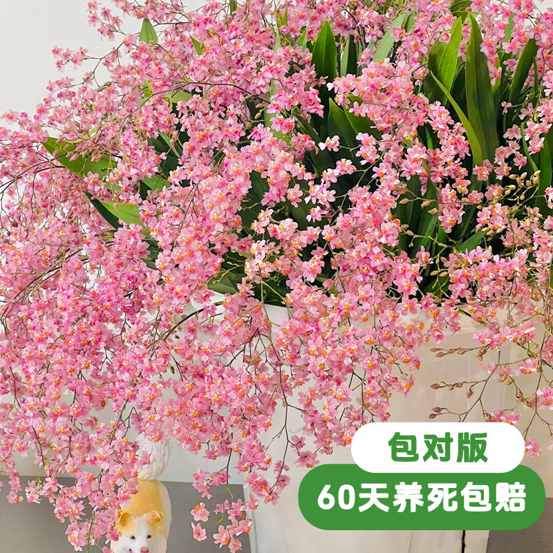 【100支花剑】香水文心兰盆栽带花苞名贵特香兰花精品梦香兰室内