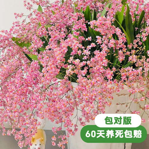 文心兰盆栽带花苞特香兰花梦香兰