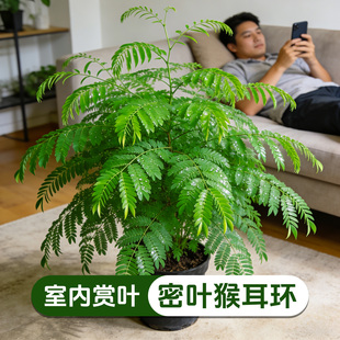密叶猴耳环盆栽网红含羞植物室内趣味观叶绿植四季好养易活花卉