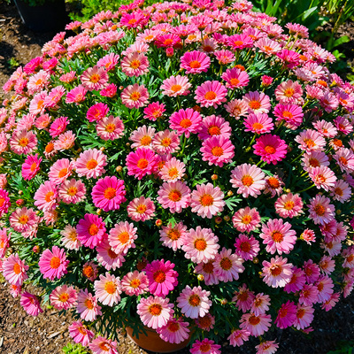 玛格丽特盆栽花苗带花带花苞