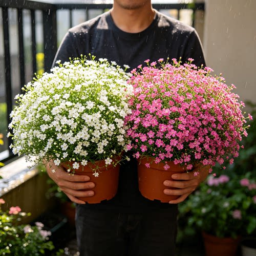 【爆盆花卉】吉普赛满天星盆栽带花苞阳台庭院好养观花绿植耐寒花
