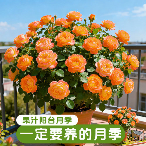 果汁阳台月季花苗盆栽带花苞灌木大花多头玫瑰室内外花园植物四季