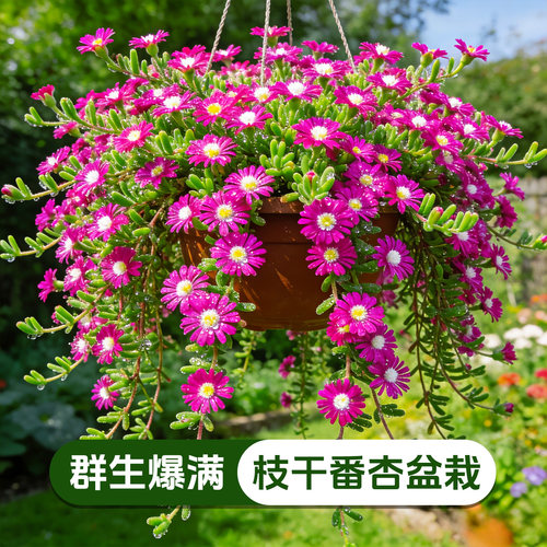 群生枝干番杏盆栽室内阳台多肉植物好养易爆盆懒人绿植花卉盆栽