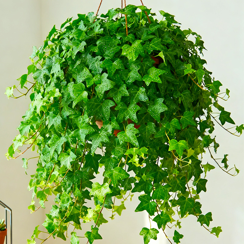 【永恒常青】常春藤盆栽植物室内长春藤垂吊植物新房装修好养绿植