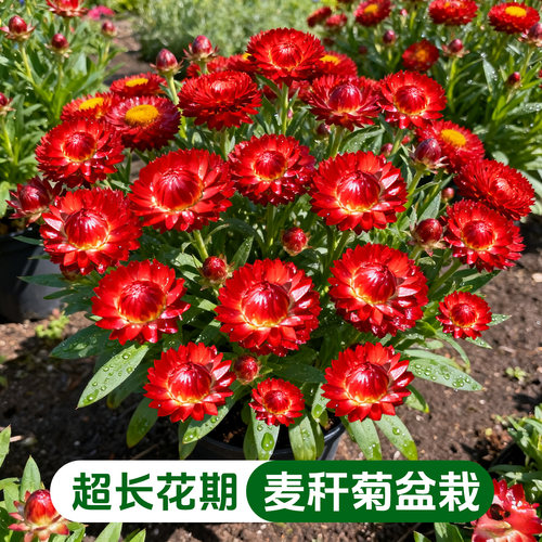 【超长花期】麦秆菊盆栽带花苞蜡菊成品耐寒盆栽阳台庭院宿根植物