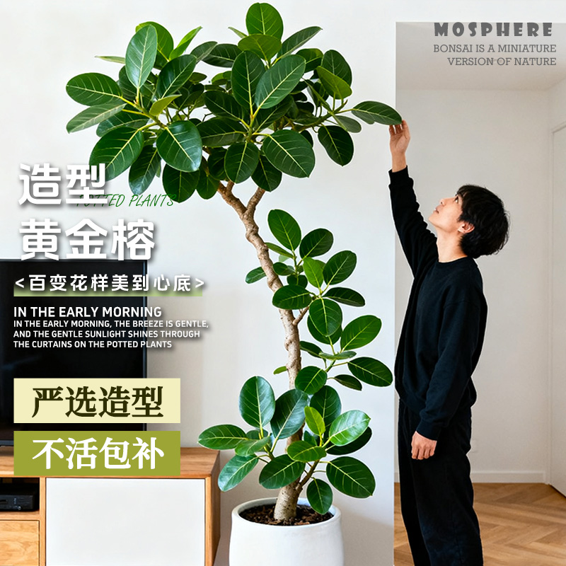 孟加拉榕树室内客厅绿植大型盆栽黄金榕落地橡皮面包树高山榕树