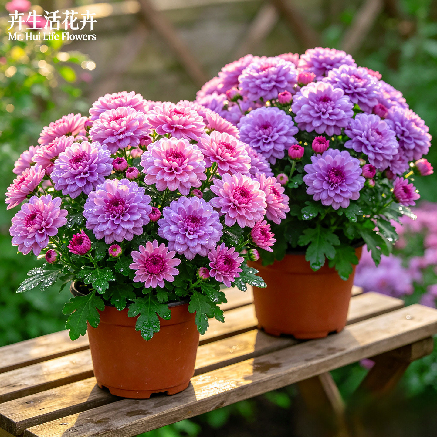 【网红小菊】菊花盆栽带花苞三文鱼网红小雏菊玲珑荷兰菊室内花卉